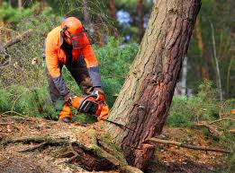 Professional Tree Removal Services in Shady Hollow, TX