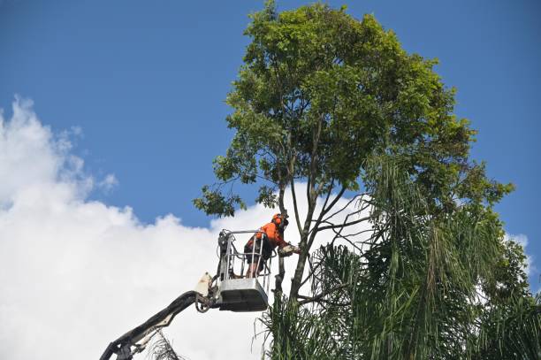 How Our Tree Care Process Works  in  Shady Hollow, TX